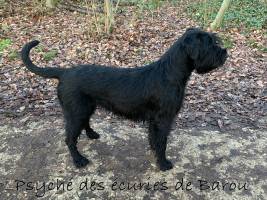BIGNOLAIS PASCAL - STUDIO NOMADE EURL