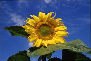 Christine LE GUYADEC - leguyadecc@gmail.com